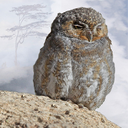 Elf Owl Peeking
