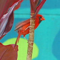 cardinal colors