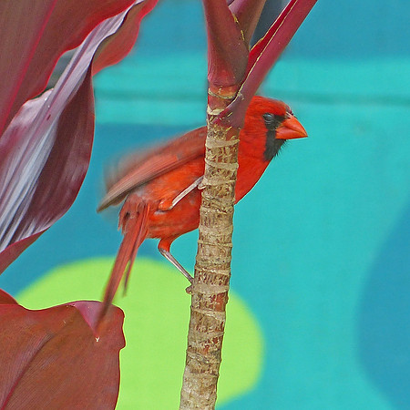 cardinal colors