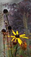 The Garden II