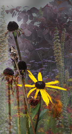 The Garden II