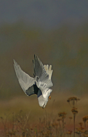 Diving Kite