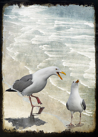 Communicative Gulls