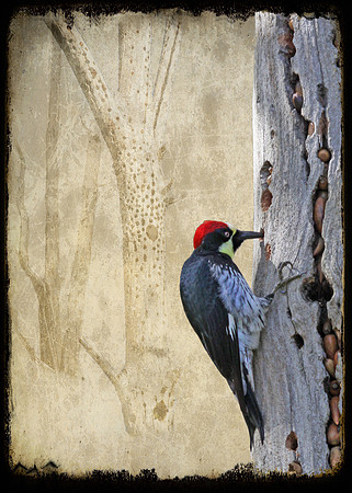 Diligent the Woodpecker
