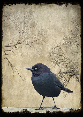 Confident Blackbird