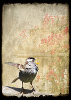 Assertive Sparrow