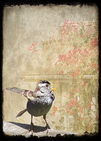 Assertive Sparrow