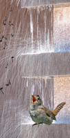 rainsong