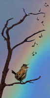 rainbow song